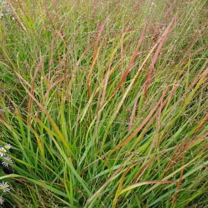 Panicum virgatum 'Rehbraun'