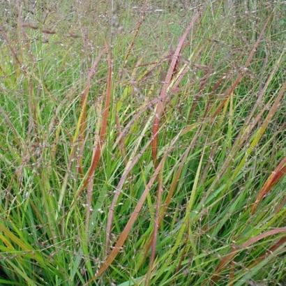 Panicum virgatum 'Rehbraun'