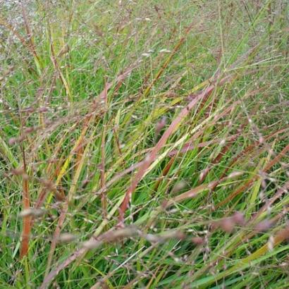 Panicum virgatum 'Rehbraun'