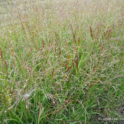 Panicum virgatum 'Shenandoah'