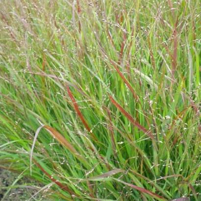 Panicum virgatum 'Shenandoah'