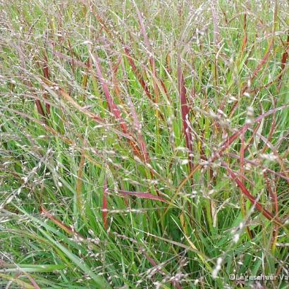 Panicum virgatum 'Shenandoah'