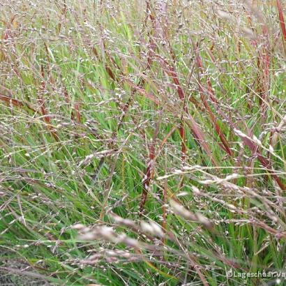 Panicum virgatum 'Shenandoah'