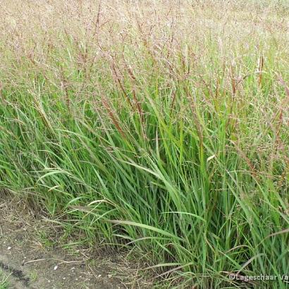 Panicum virgatum 'Shenandoah'