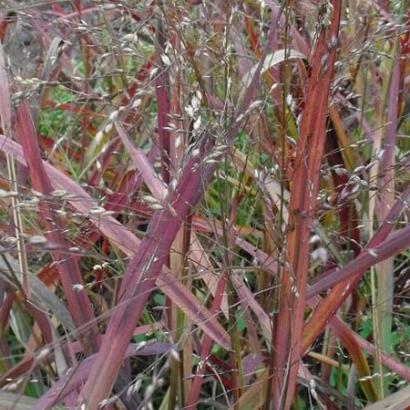 Panicum virgatum 'Squaw'