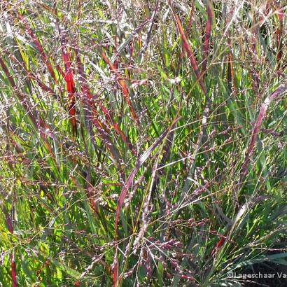 Panicum virgatum 'Squaw'