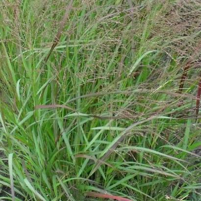 Panicum virgatum 'Squaw'