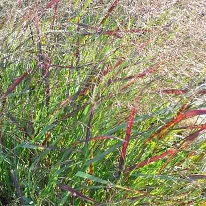 Panicum virgatum 'Squaw'