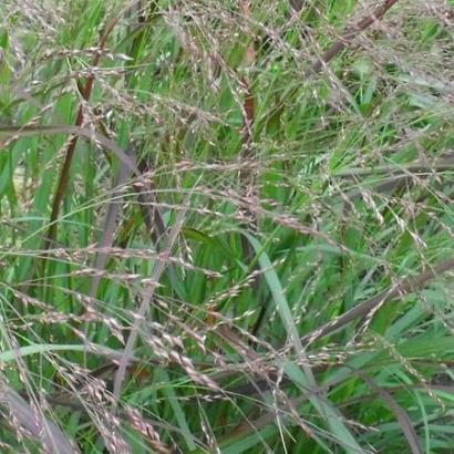 Panicum virgatum 'Squaw'