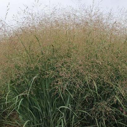 Panicum virgatum 'Strictum'