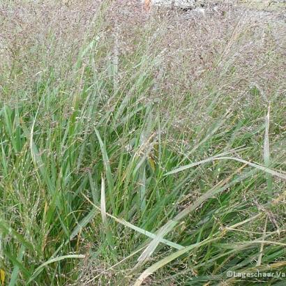 Panicum virgatum 'Warrior'