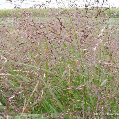 Panicum virgatum 'Warrior'