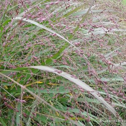 Panicum virgatum 'Warrior'