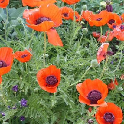 Papaver or. 'Brilliant'