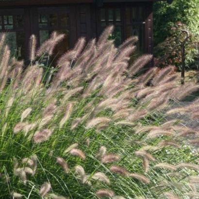 Pennisetum alopecuroides