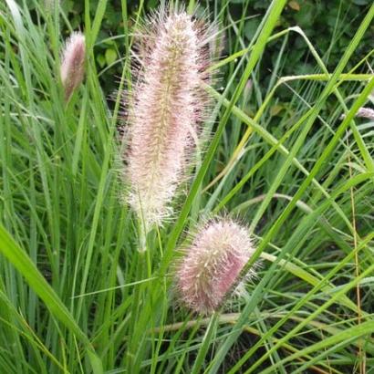 Pennisetum alop. viridescens