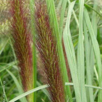 Pennisetum alop. viridescens