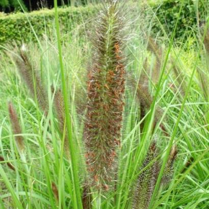 Pennisetum alop. viridescens