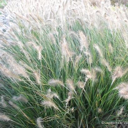 Pennisetum alop. viridescens