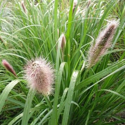 Pennisetum alop. viridescens