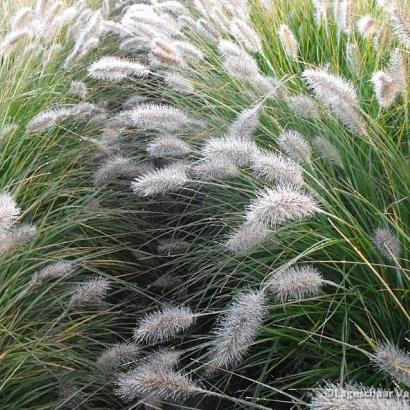 Pennisetum alop. viridescens