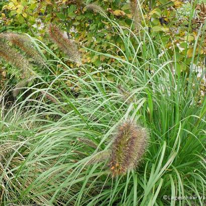 Pennisetum al. 'Cassian'