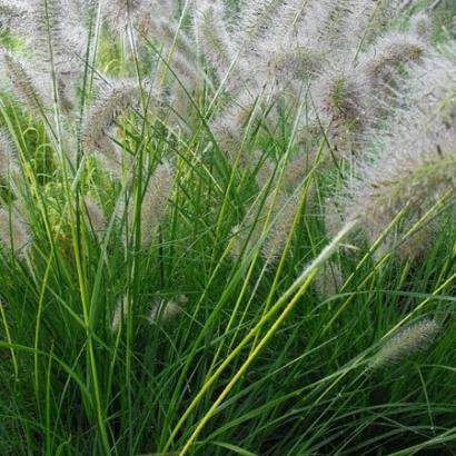 Pennisetum al. 'Gelbstiel'