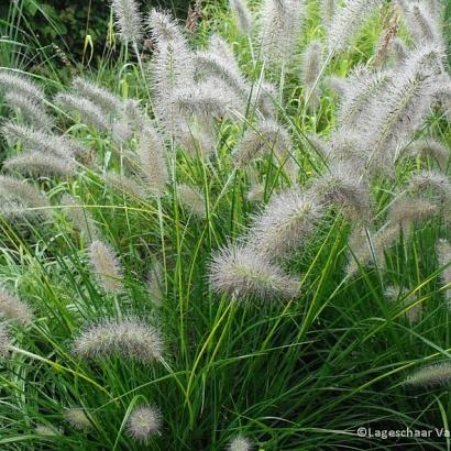 Pennisetum al. 'Gelbstiel'