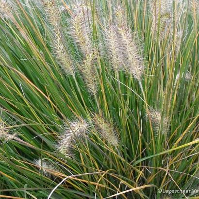 Pennisetum al. 'Gelbstiel'