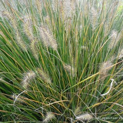 Pennisetum al. 'Gelbstiel'