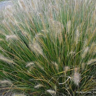 Pennisetum al. 'Gelbstiel'