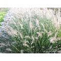 Pennisetum al. 'Hameln'