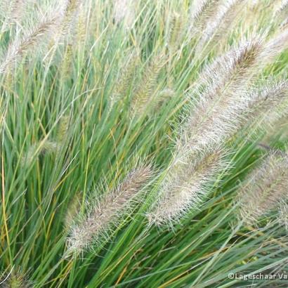 Pennisetum al. 'Hameln'