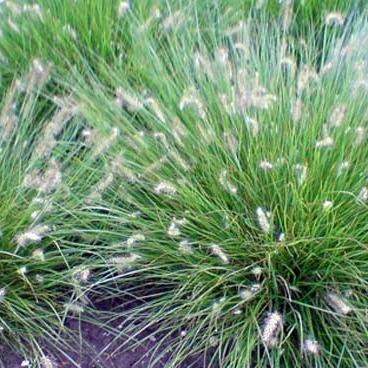 Pennisetum al. 'Little Bunny'