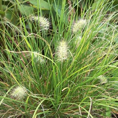 Pennisetum al. 'Little Bunny'