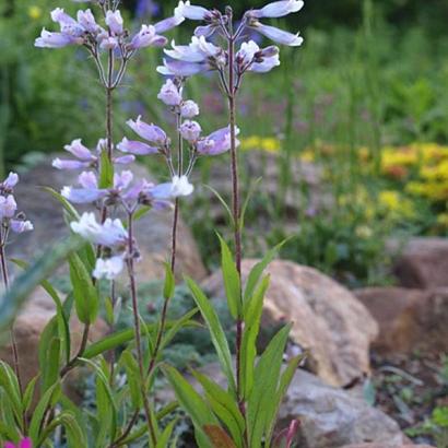 Penstemon hirsutus 'Pygmaeus'