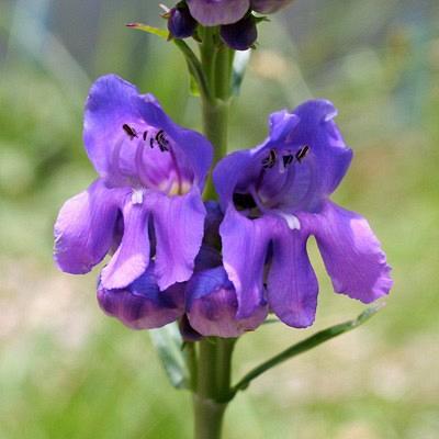 Penstemon strictus