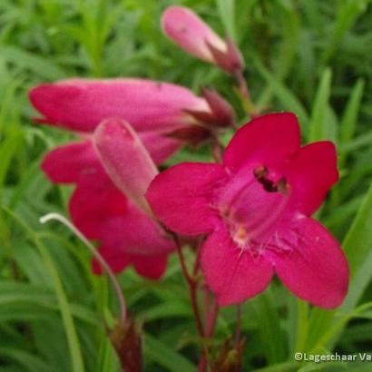 Penstemon 'Andenken an F. Hahn'