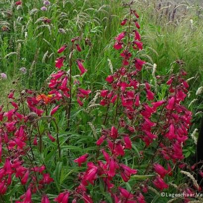 Penstemon 'Andenken an F. Hahn'