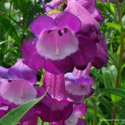 Penstemon 'Purple Passion'