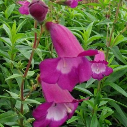 Penstemon 'Purple Passion'