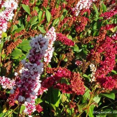 Persicaria aff. 'Darjeeling Red'