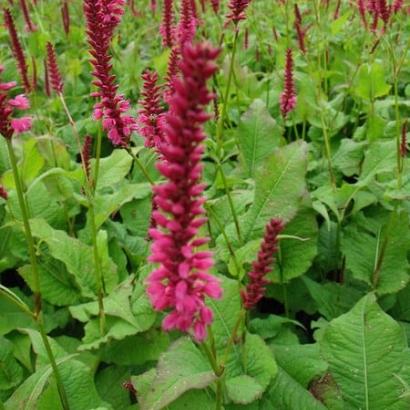 Persicaria amplexicaulis