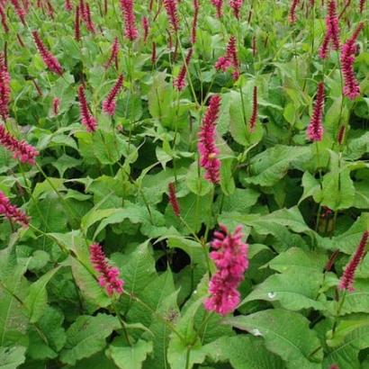 Persicaria amplexicaulis