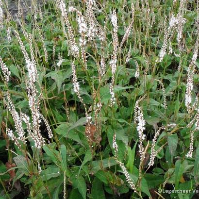 Persicaria a. 'Alba'