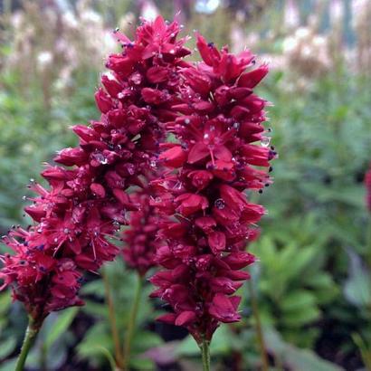 Persicaria a. 'Blackfield'