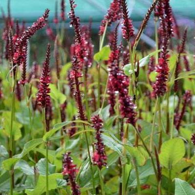 Persicaria a. 'Blackfield'