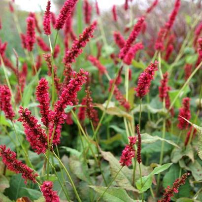 Persicaria a. 'Fat Domino'