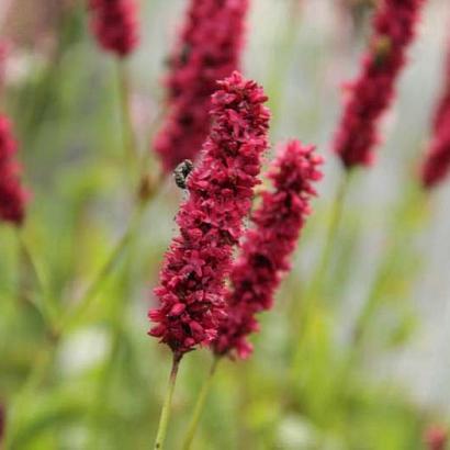 Persicaria a. 'Fat Domino'