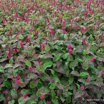 Persicaria a. 'Lisan'